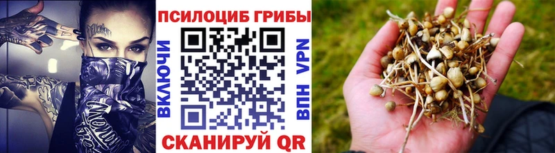 Псилоцибиновые грибы GOLDEN TEACHER Купить закладки Кудрово